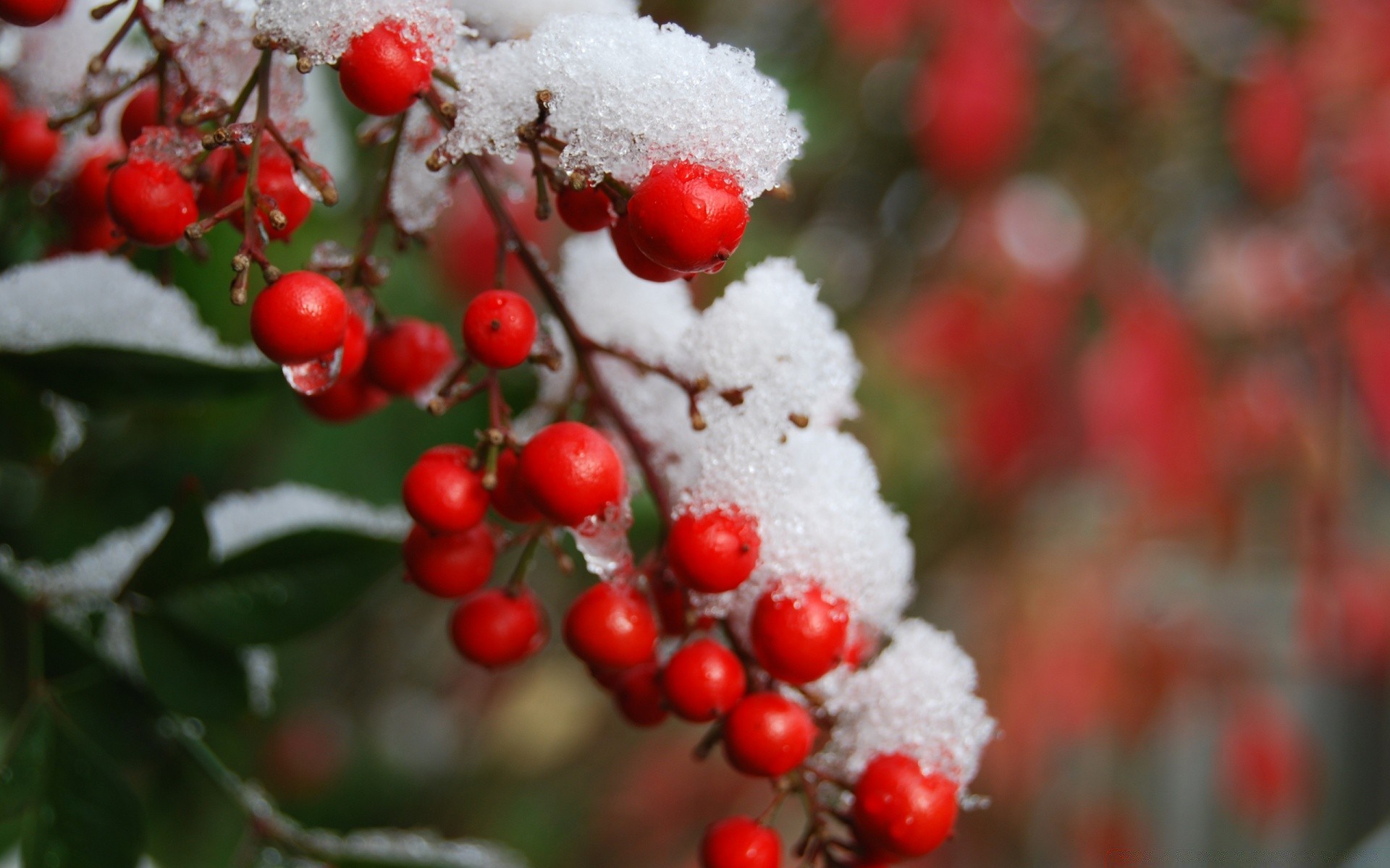 inverno árvore temporada ramo natureza natal baga folha arbusto decoração cor fruta