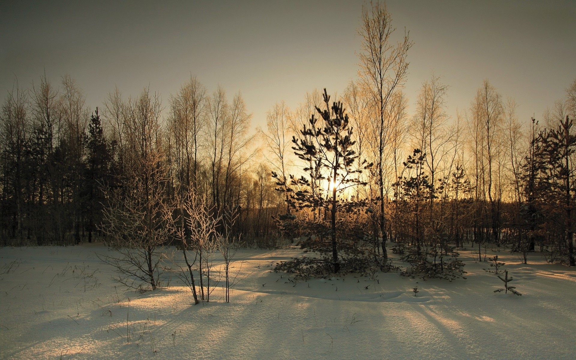 winter schnee holz holz nebel dämmerung herbst landschaft frost natur kälte nebel wetter im freien eis gutes wetter gefroren sonnenuntergang landschaft