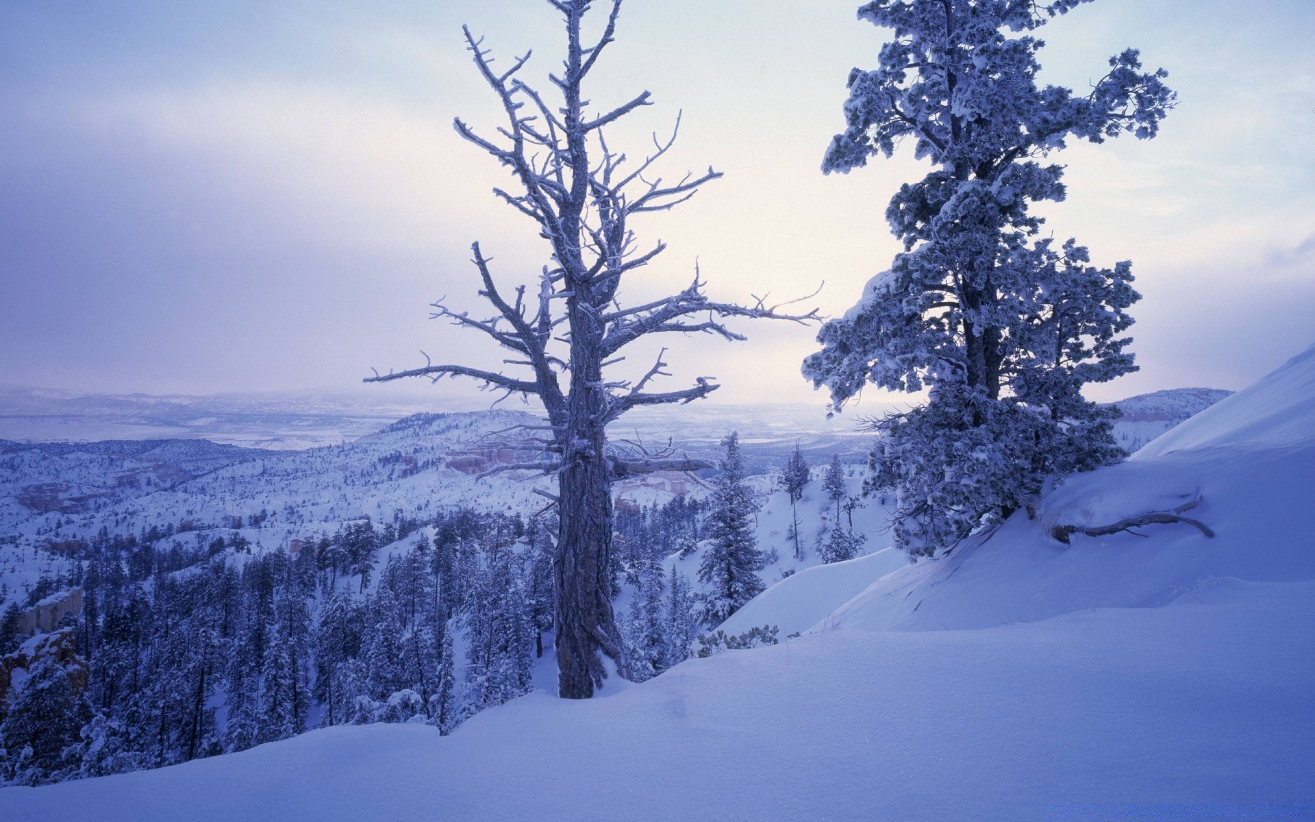 invierno nieve frío madera paisaje montaña escénico escarcha árbol congelado hielo tiempo temporada evergreen coníferas escarchado naturaleza colina al aire libre