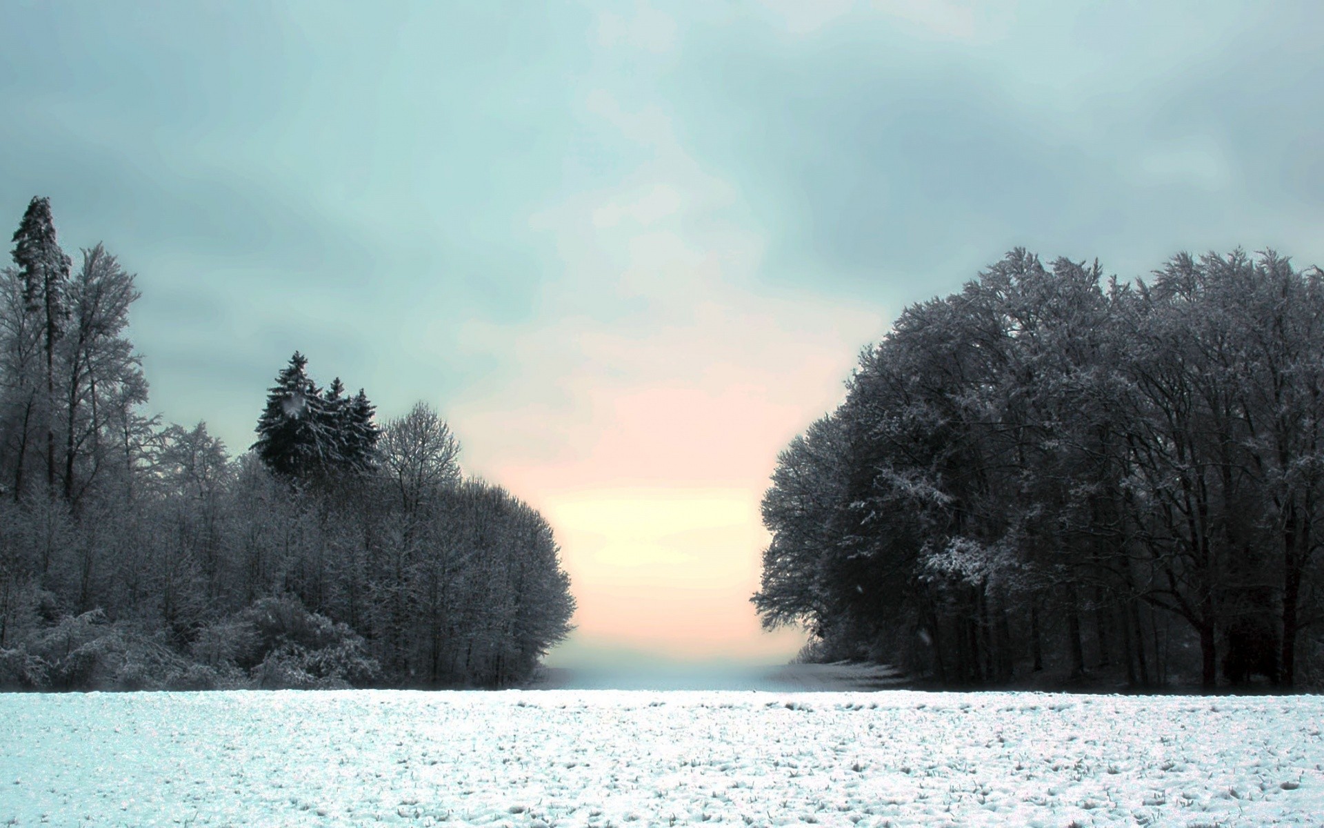 winter schnee frost kälte holz nebel gefroren eis landschaft natur holz wetter im freien dämmerung plesid gutes wetter nebel