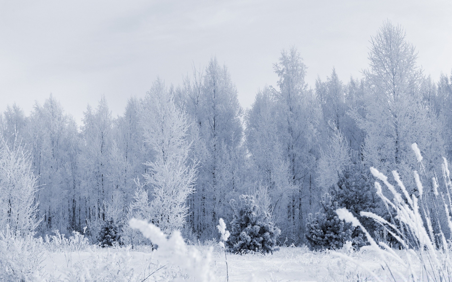 winter snow frost cold wood tree frozen weather fog landscape nature ice season frosty outdoors scenic