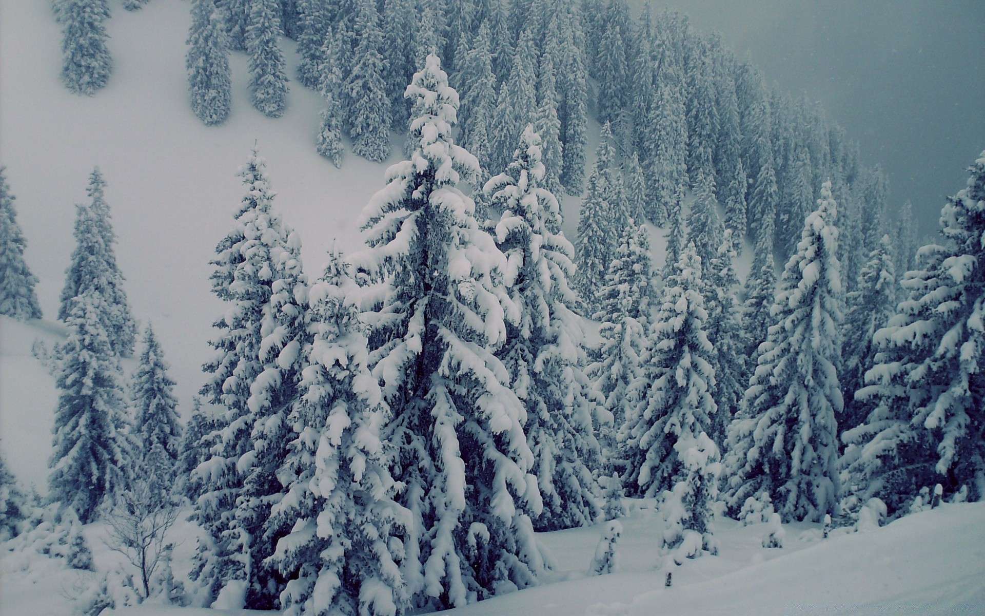 hiver neige bois froid gel evergreen conifères bois montagnes glace sapin congelé paysage scénique saison épinette neigeux pin