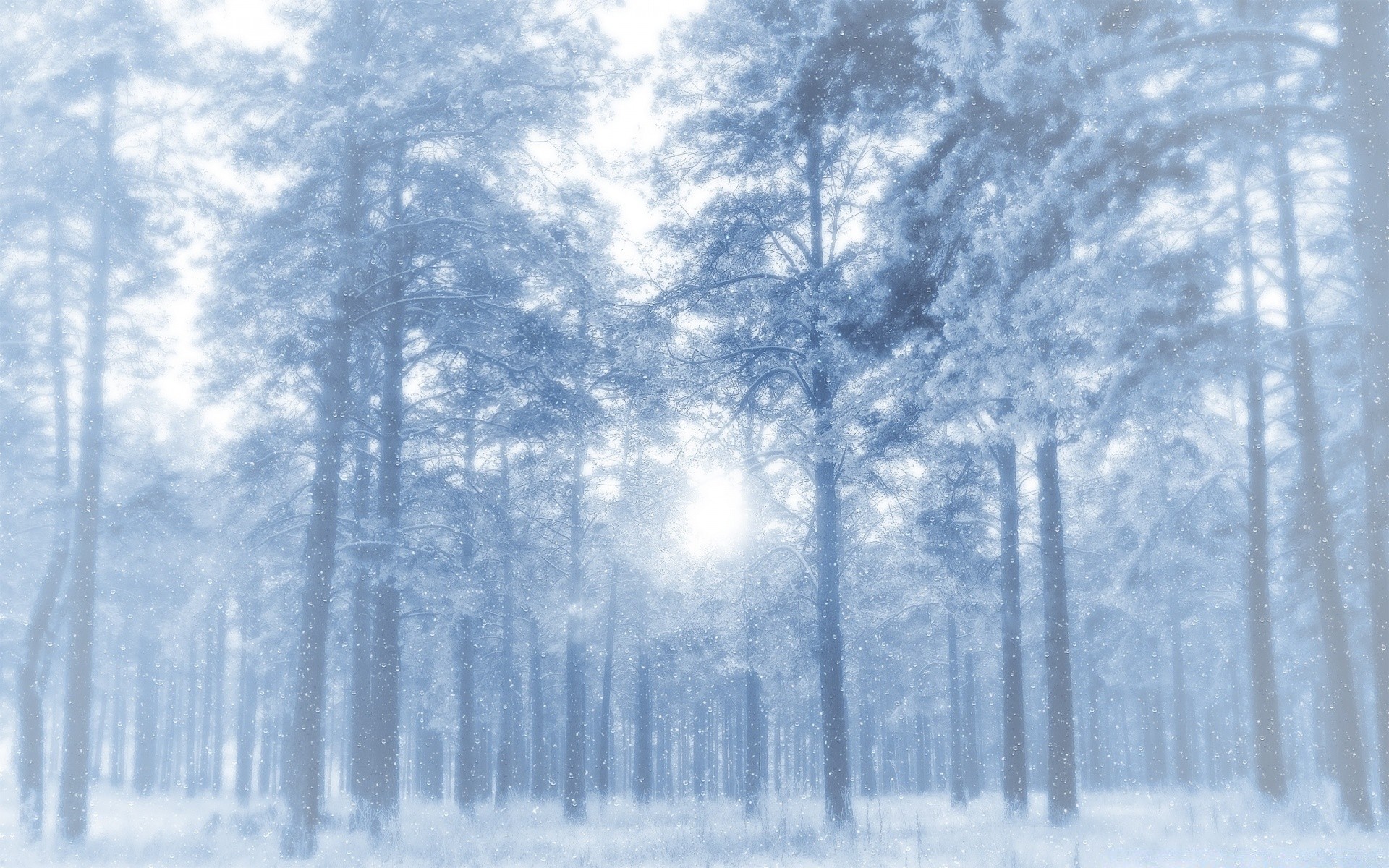 winter snow tree wood fog weather frost landscape nature cold frozen mist