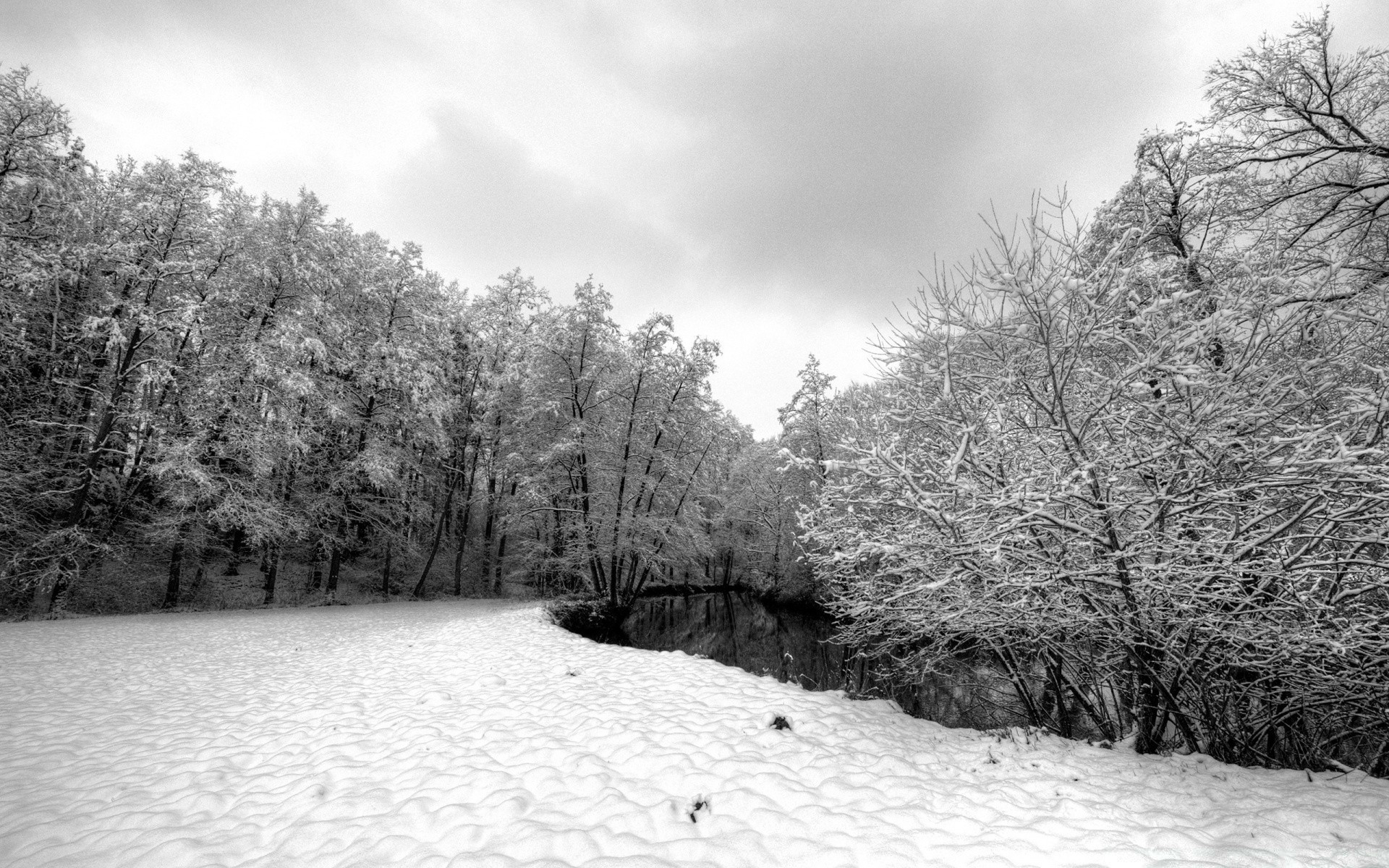 invierno nieve árbol frío escarcha madera congelado hielo temporada paisaje naturaleza hielo tiempo rama parque blanco como la nieve escénico tormenta de nieve