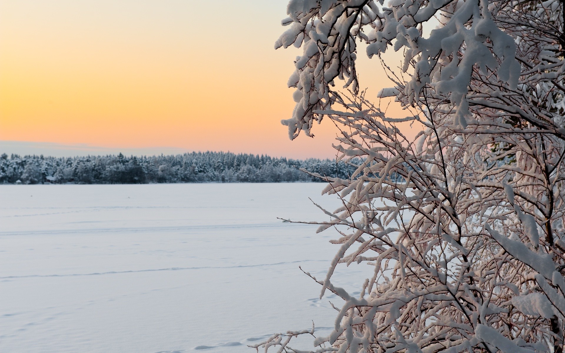 winter snow frost frozen cold tree landscape ice weather season wood nature frosty scenic branch fair weather snow-white outdoors dawn