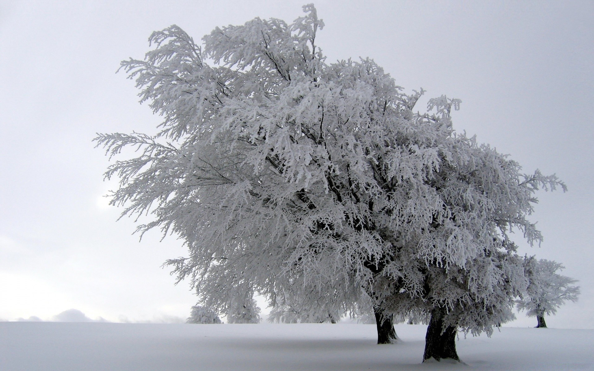 winter snow frost tree cold frozen ice landscape season frosty weather wood branch snow-white nature scenic icy fog