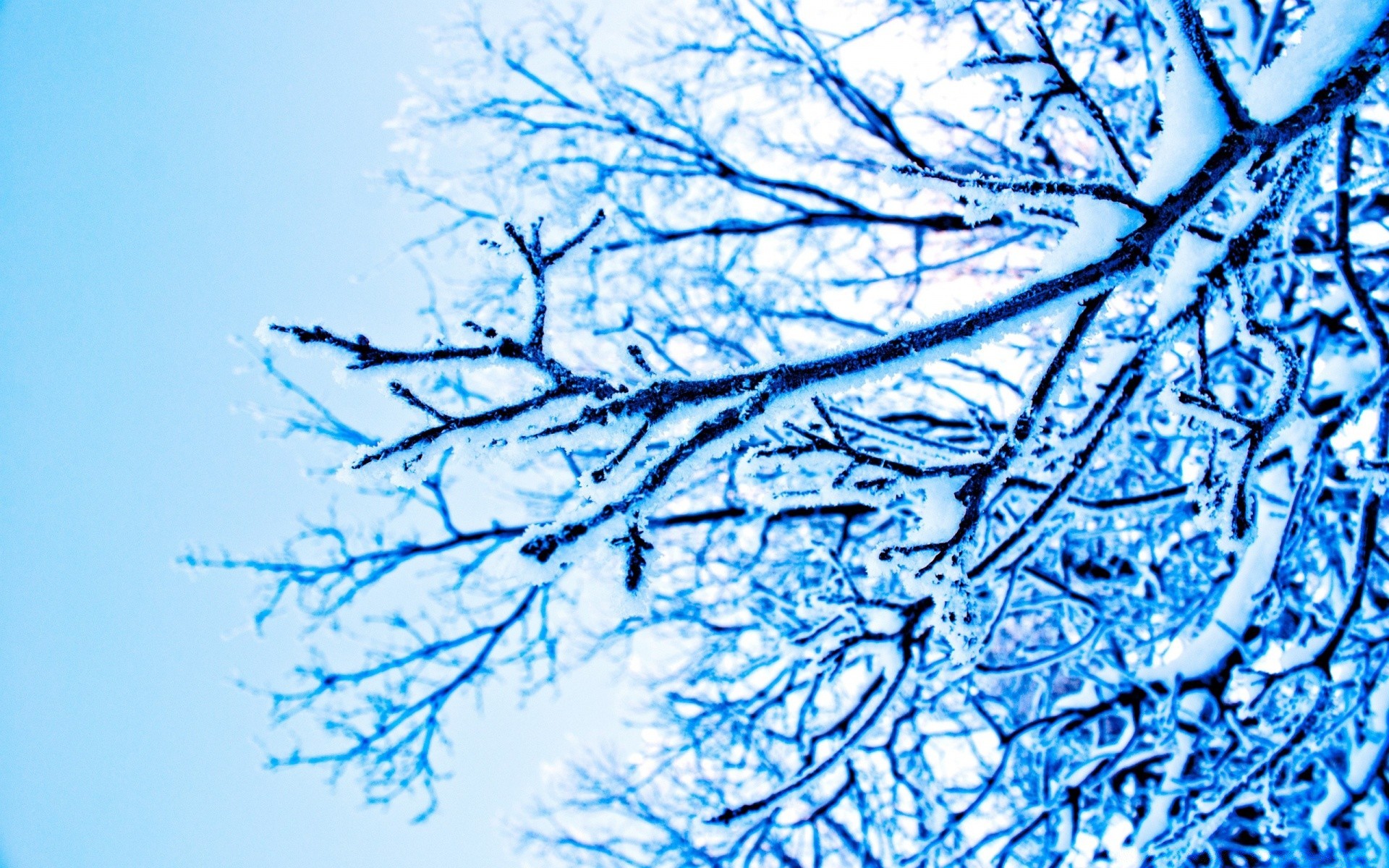 invierno escarcha naturaleza frío escritorio resumen temporada árbol nieve patrón rama hielo tiempo escarchado congelado flora helado diseño madera