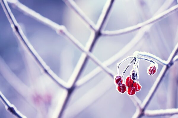 Nature hivernale. Baie dans la neige