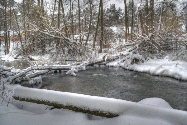 Der Fluss ist im Kiefernwald gefroren