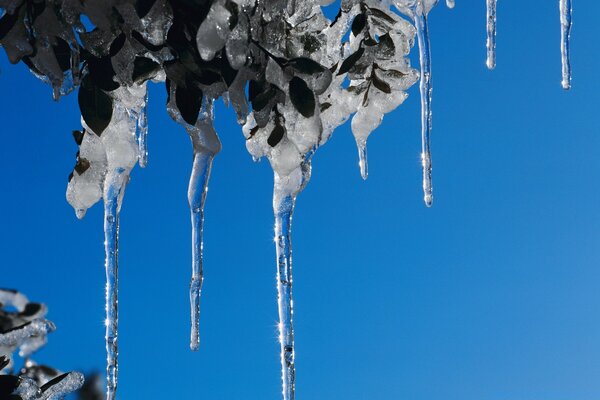 Ghiaccioli sui rami in inverno freddo