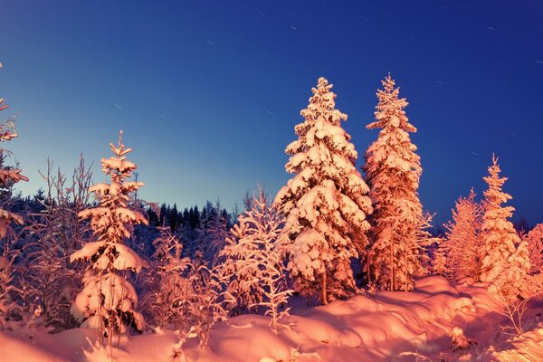 Evergreen no inverno e as árvores cobertas de neve