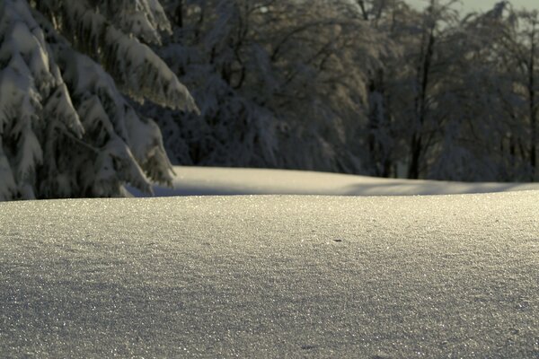 Winter frosty day in the forest