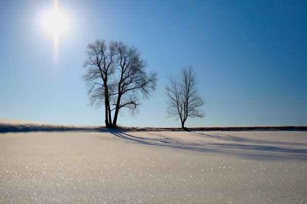 Trees against a blue sky in the rays of the dawn sun