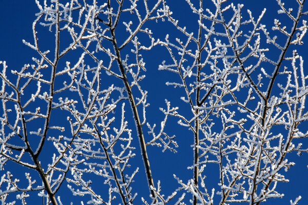 Foresta invernale. Brina sui rami