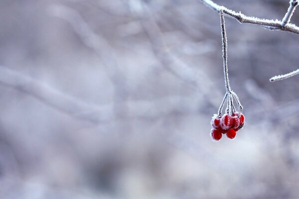 Bacche rosse nella foresta innevata