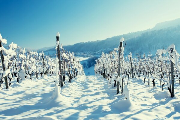 Hiver glacial. Beaucoup de neige