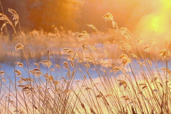 Campo de trigo en el sol de invierno