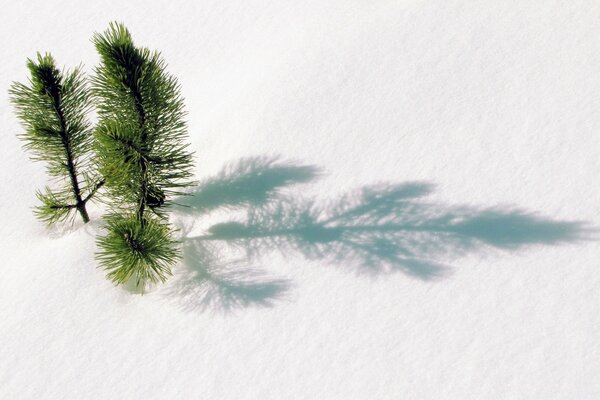فروع شجرة التنوب من الأشجار أعلى من الثلج