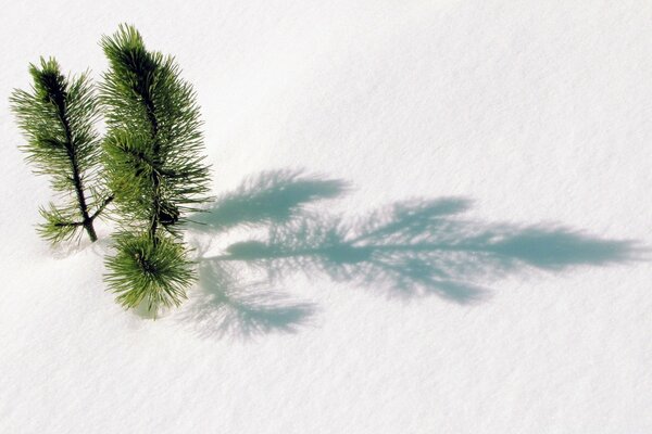 Tannenzweige über dem Schnee