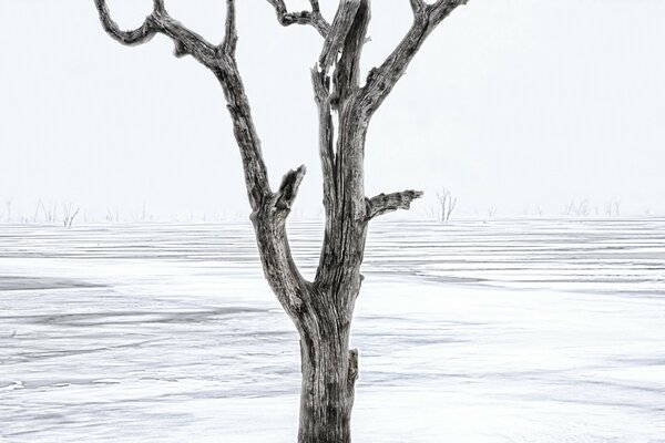 Arbre solitaire en hiver