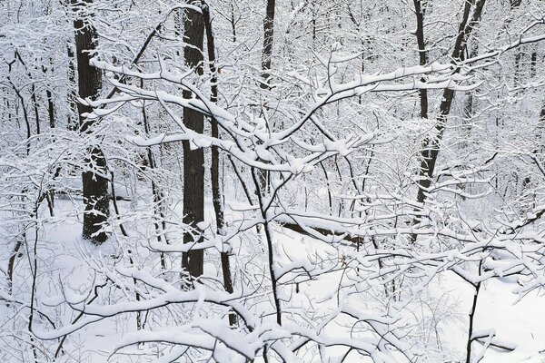 Snow-covered trees in the forest in winter