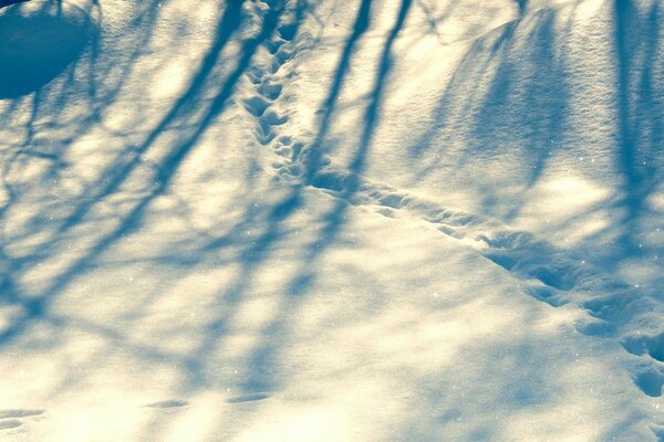 Footprints in the snow. Frosty winter