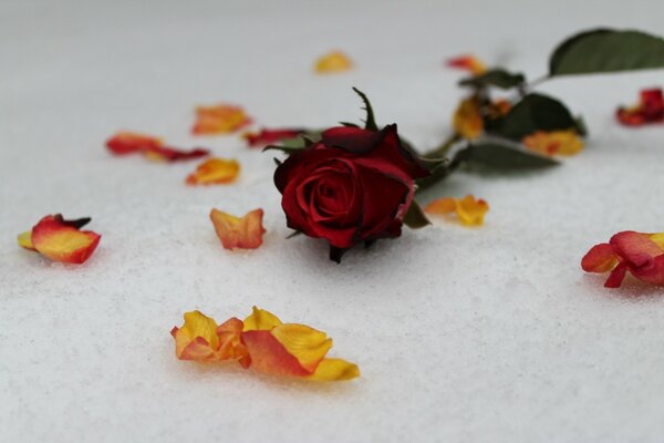 Płatki i czerwona róża na śniegu