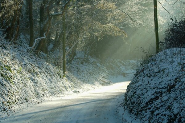 Rayos de sol en el camino del bosque en invierno