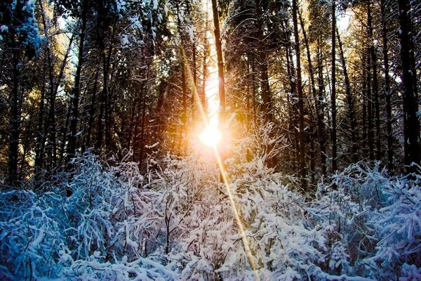 Glimpses of the sun rays in winter