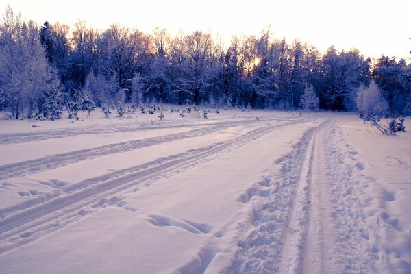 Pista de nieve que conduce al bosque