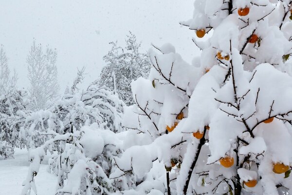 The trees were wrapped in light snow