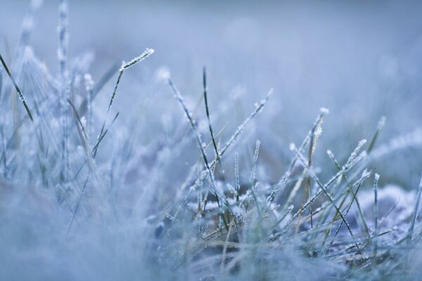 Blauer Frost in frostigen Tönen