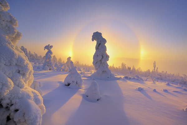 Frosty landscape with snow-covered Christmas trees