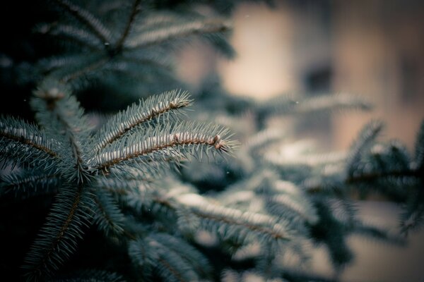 Bosque de invierno. víspera de Navidad