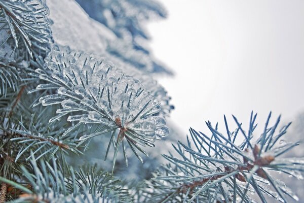 Frozen tree needles