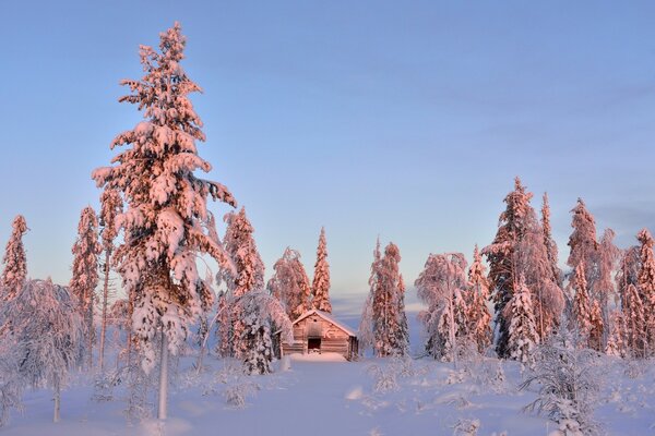 Cabana na floresta de pinheiros de Inverno