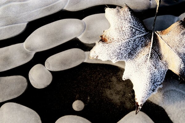 Frozen leaf close-up on ice