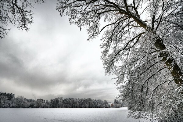 Winter cloudy weather in the forest