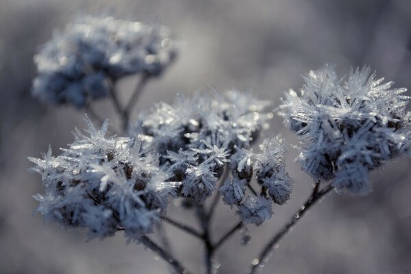 Neblige Blume im Winter