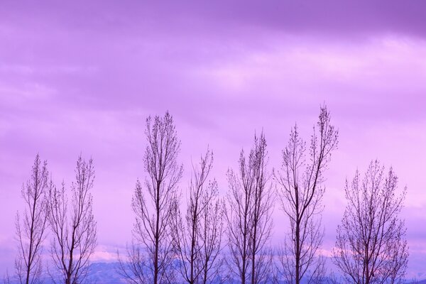 Paisagem natural de árvores de inverno ao amanhecer