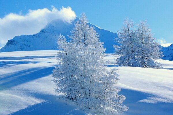 Paesaggio invernale. Montagne innevate e alberi