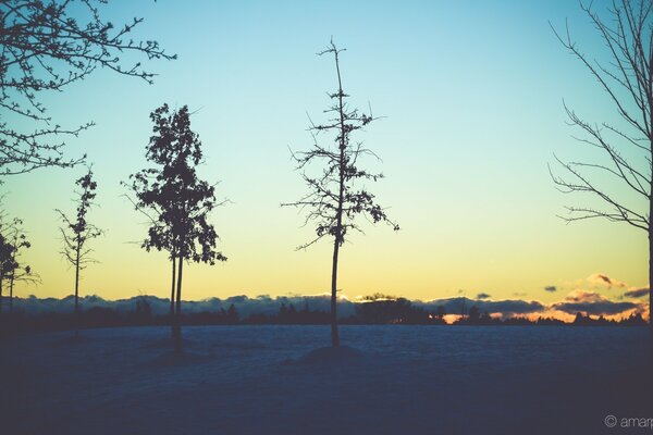 Einsamer Baum auf dem Hintergrund des Winterhimmels