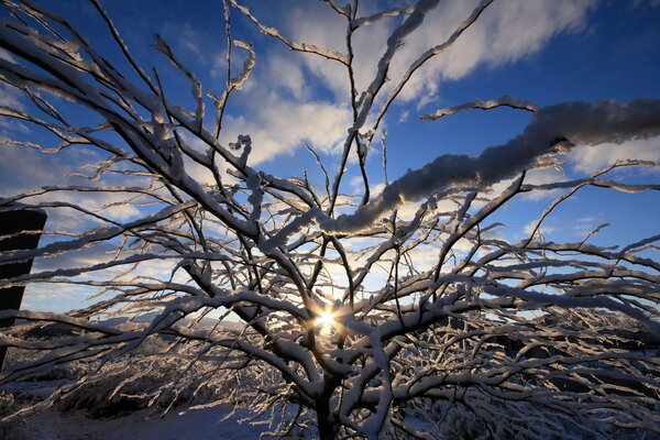 Árvore na neve no fundo do pôr do sol