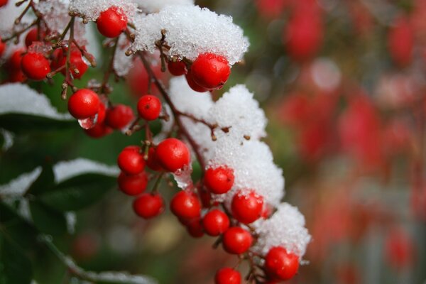 Winter Natur. Kirsche im Schnee