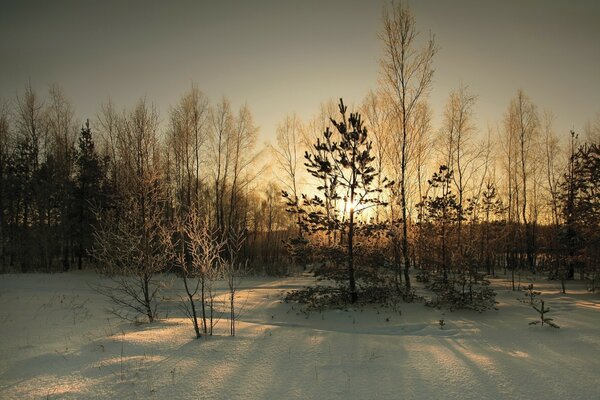 Winter fog in snowy winter and trees