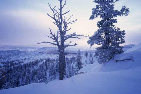 Die Landschaft des kalten Winters und das verschneite Holz