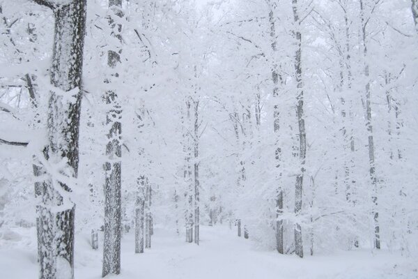 Winter Schnee Frost kalt