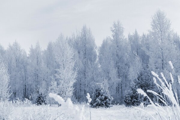 Hiver froid glacial et neigeux parmi les arbres