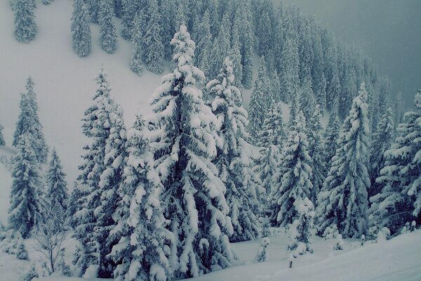 Snow-covered fir trees in the mountains