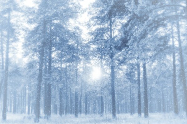 Snowy winter trees in the fog